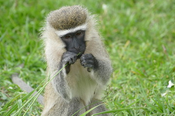 Vervet Monkey