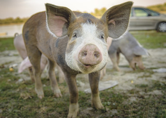 Fototapeta premium Little pig running through a grassy field and grazing the grass