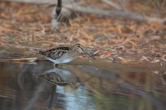 Common Snipe (Gallinago Gallinago) New Mexico Usa