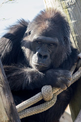 Gorilla in Deep Thought