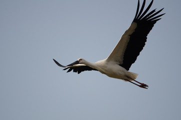 Fototapeta na wymiar Oriental Stork Flying