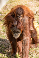 Momma Carrying Baby Orangutan