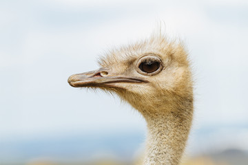 Ostrich head