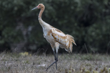 Whooping Cranes