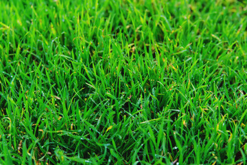 Green grass after rain