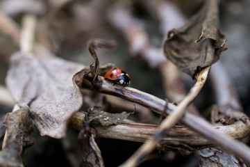 Close up of Ladybug