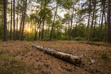 woodland in tuscany at sunset
