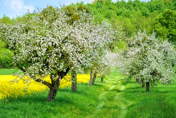Blooming white apple tree alley and yellow canola field