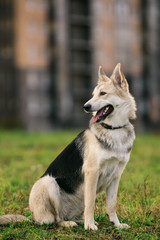 Big white dog on walk