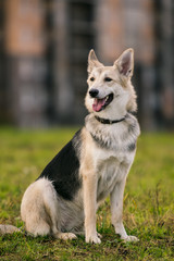 Big white dog on walk