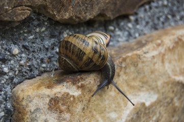 Caracol sobre una piedra