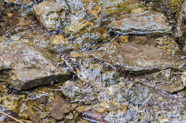 salamander in wildlife, in the fresh water of mountain stream