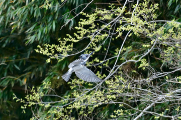 新緑バックのヤマセミ