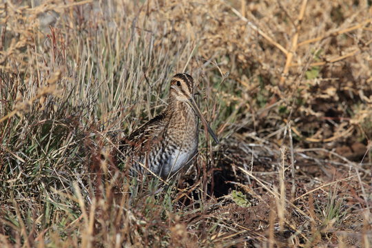 Common Snipe (Gallinago Gallinago) New Mexico Usa