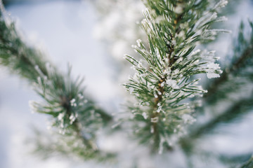 Christmas tree branches in the snow on a winter sunny day