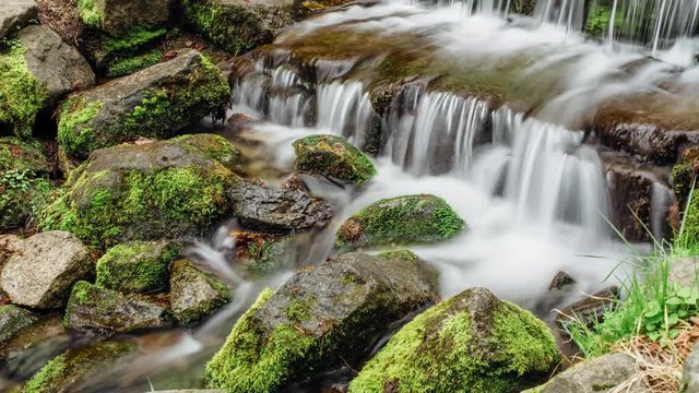 Fern Spring in Yosemite Valley, California 