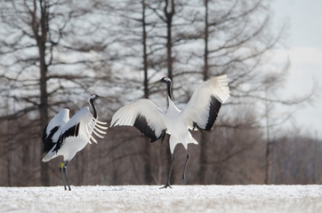Red-crowned Cranes Dancing
