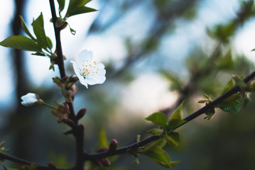 2766831 welcome spring, Come spring