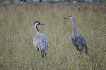Obraz na płótnie Canvas Sandhill Crane and Common Crane