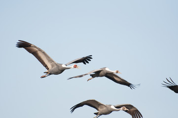 Fototapeta na wymiar White-naped Cranes Flying