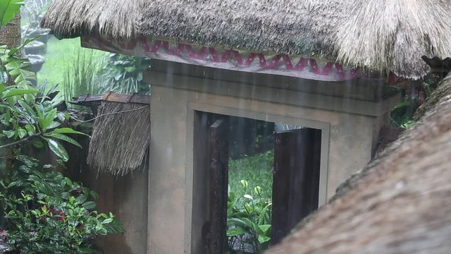 Tropical summer rain falling big rain drops falling down on straw roof in garden. Bali, Ubud, Indonesia