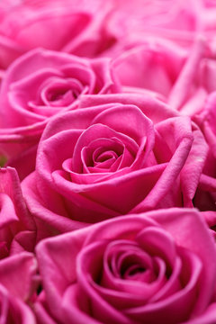 pink roses  flowers close-up beautiful natural holiday background or greeting card
