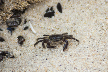 cangrejo en la arena
