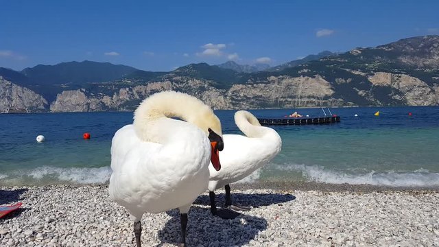 italy, garda lake, malcesine. pet swans