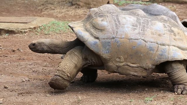 Giant turtles, dipsochelys gigantea in island Mauritius , Close up