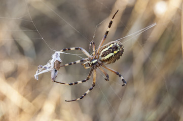 Argiope bruennichi. The tiger spider, also known as wasp spider or basket spider, is a species of spider araneomorfa of the family Araneidae, orbicular spider web, distributed throughout southern, 