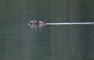 Sea otter with baby in Southeast Alaska