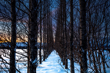 Winter Sunset Trees Landscape