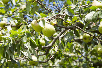 A pear tree in the orchard