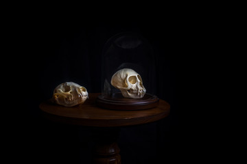 Skull Collector Oddities