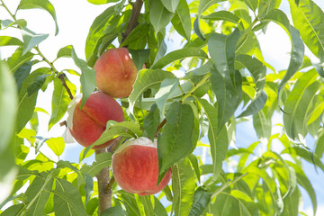 Peach orchard in Yamanashi