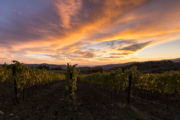 vineyards in tuscany