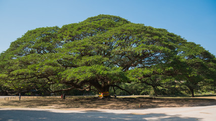 Giant rain tree in Kanchanaburi, Thailand
