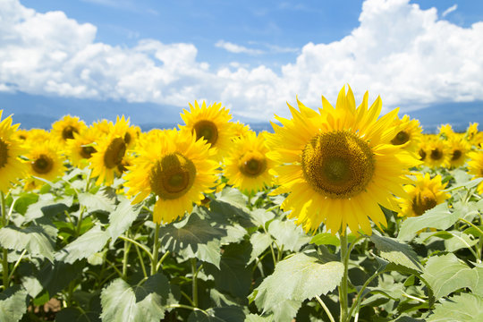 Akeno sunflower festival