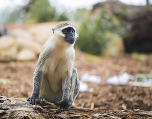 Monkey sitting on the ground.