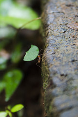 Ant Carrying Leaf