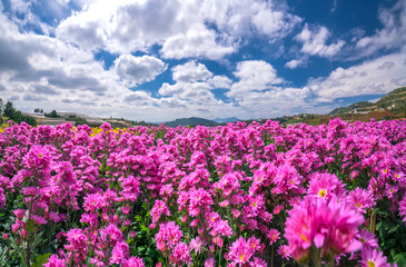 Purple daisy flower field blooming in spring morning with blue cloudy sky background beautifully in the highlands