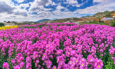 Purple daisy flower field blooming in spring morning with blue cloudy sky background beautifully in the highlands