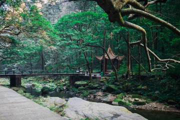 Beautiful river and green nature in Zhangjiajie park