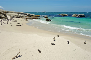 African penguin colony at Boulders Beach in Simon's Town at the Cape of Good Hope, South Africa