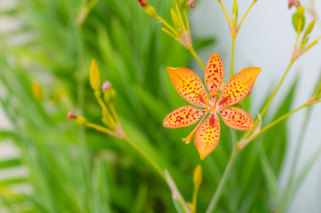 Obraz premium little flower of leopard lily with in a green background and beautiful orange colors