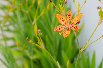 little flower of leopard lily with in a green background and beautiful orange colors