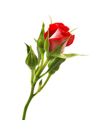 Red rose with leaves and rose buds, Blooming rose isolated on white background, with clipping path