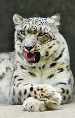 Portrait of a Large Snow Leopard Licking It's Lips