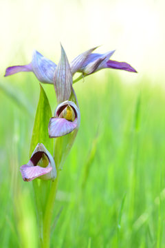 Orchid Serapias Lingua