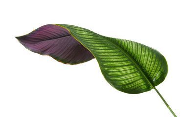 Calathea ornata (Pin-stripe Calathea) leaves, Tropical foliage isolated on white background, with...